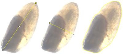 Biggest of tinies: natural variation in seed size and mineral distribution in the ancient crop tef [Eragrostis tef (Zucc.) Trotter]